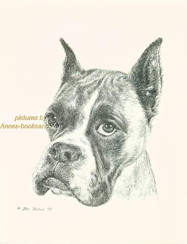 Boxer ritratto stampa - ritratto,